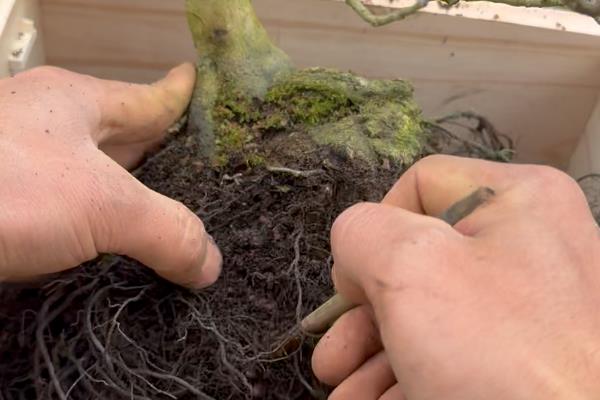 树桩的年轮有疏有密吗，是有疏有密的