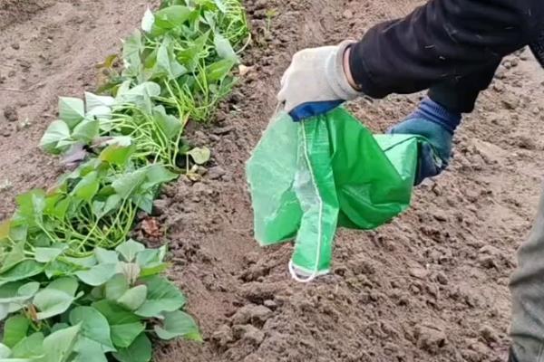 红薯如何施肥可高产，需重施裂缝肥