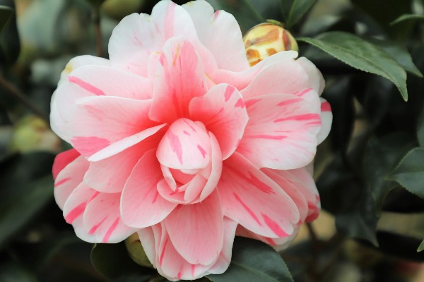 茶花的花语，寓意细心谦让、孤傲高洁等