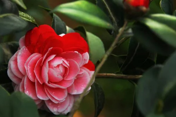 茶花的花语，寓意细心谦让、孤傲高洁等