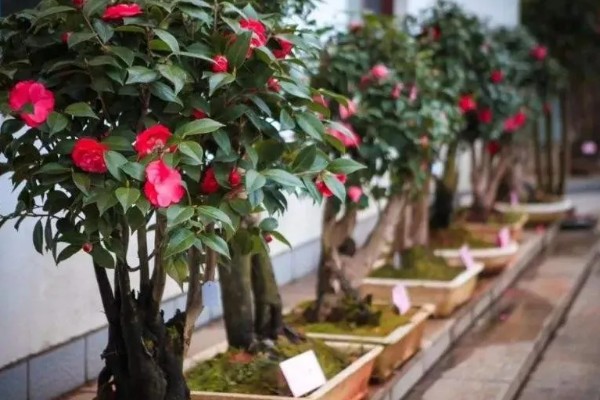 茶花的花语，寓意细心谦让、孤傲高洁等