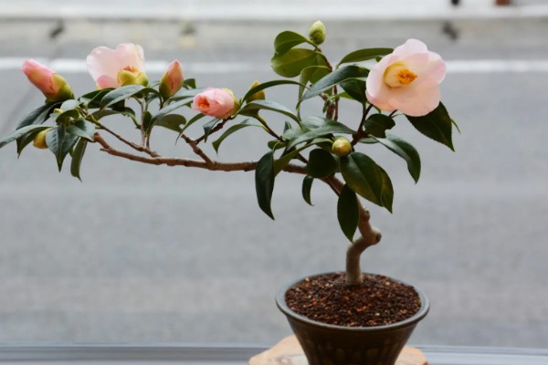 茶花的花语，寓意细心谦让、孤傲高洁等