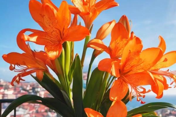 怎么养花才不容易枯萎，需控制好浇水