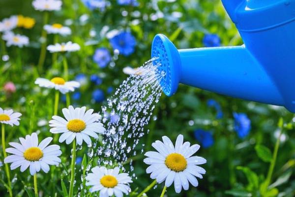 怎么养花才不容易枯萎，需控制好浇水