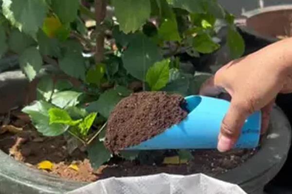 怎么养花才不容易枯萎，需控制好浇水