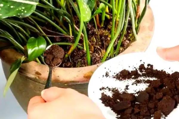 怎么养花才不容易枯萎，需控制好浇水