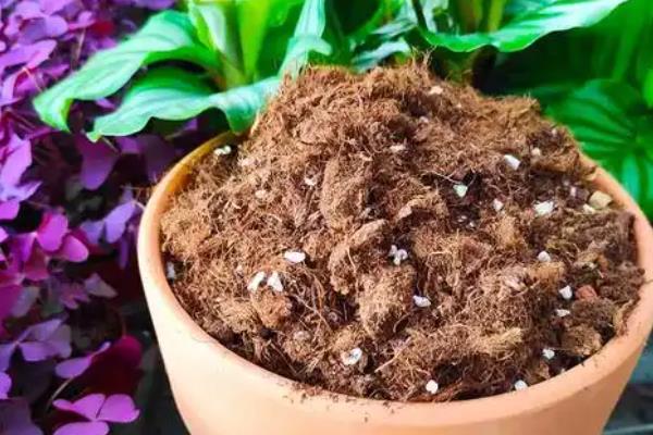 怎么养花才不容易枯萎，需控制好浇水