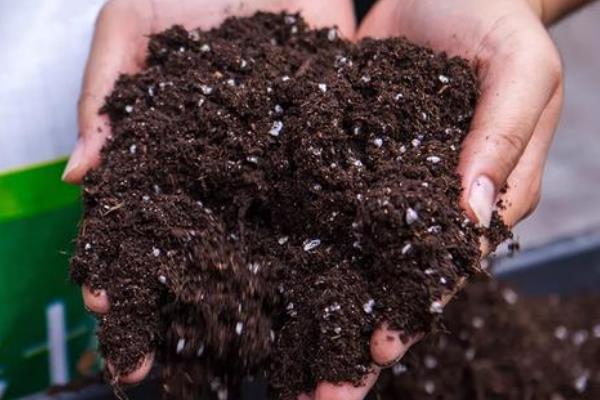 怎么养花才不容易枯萎，需控制好浇水