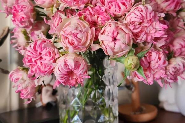 怎么养花才不容易枯萎，需控制好浇水