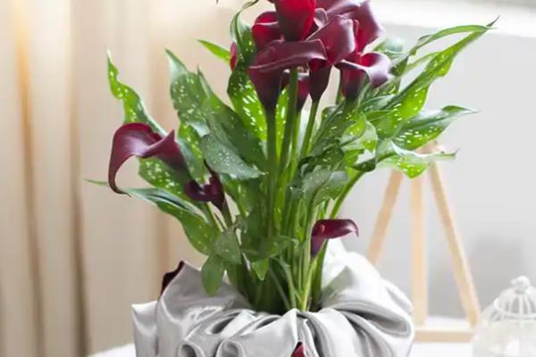 怎么养花才不容易枯萎，需控制好浇水