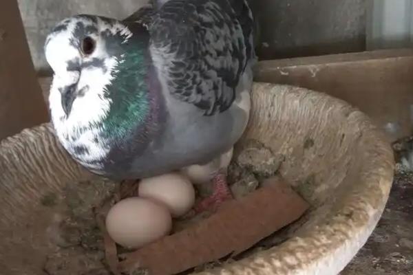 鸽子蛋为什么会破碎，主要有以下5个原因