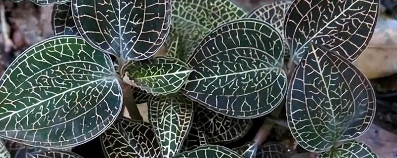 金线莲的种植环境要求,喜阴凉、潮湿的环境
