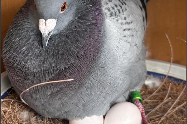 鸽子蛋为什么会破碎，主要有以下5个原因