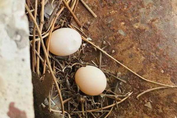 鸽子蛋为什么会破碎，主要有以下5个原因