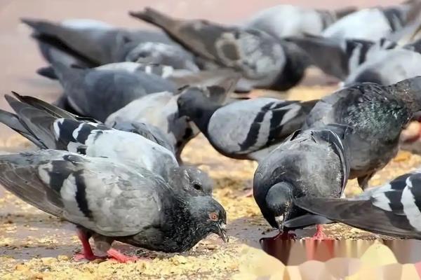 鸽子蛋为什么会破碎，主要有以下5个原因