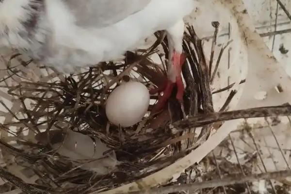 鸽子蛋为什么会破碎，主要有以下5个原因