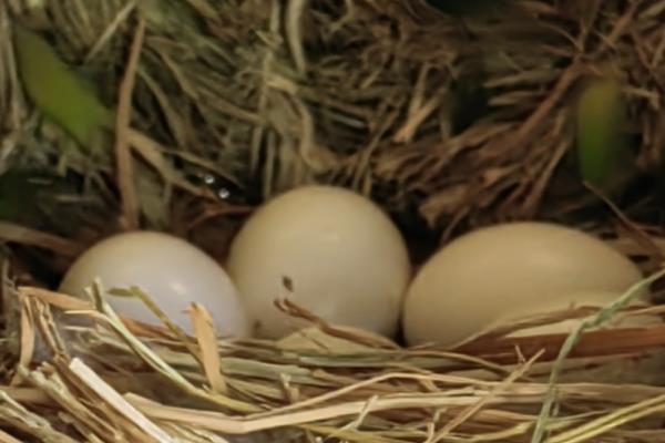 鸽子蛋为什么会破碎，主要有以下5个原因