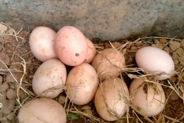 鸽子蛋为什么会破碎，主要有以下5个原因