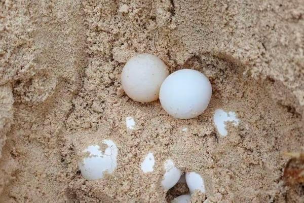 鸽子蛋为什么会破碎，主要有以下5个原因