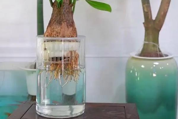 金钱树能不能水培，每隔1周换一次水