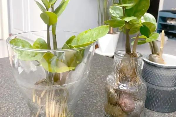 金钱树能不能水培，每隔1周换一次水