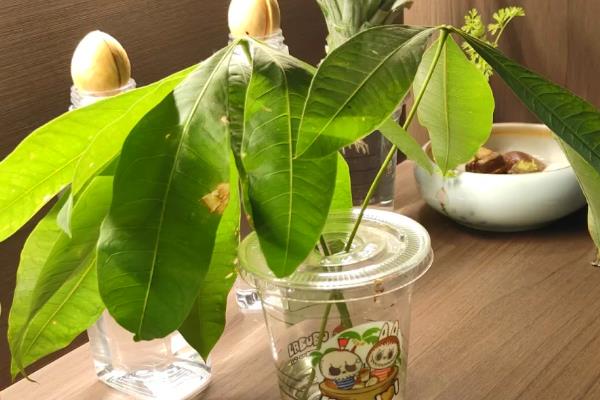 金钱树能不能水培，每隔1周换一次水