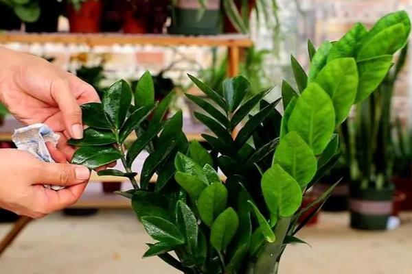 金钱树能不能水培，每隔1周换一次水