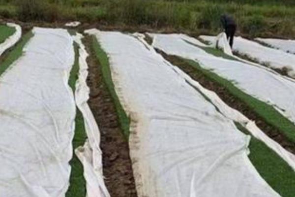 农膜保管的知识，主要有以下7点