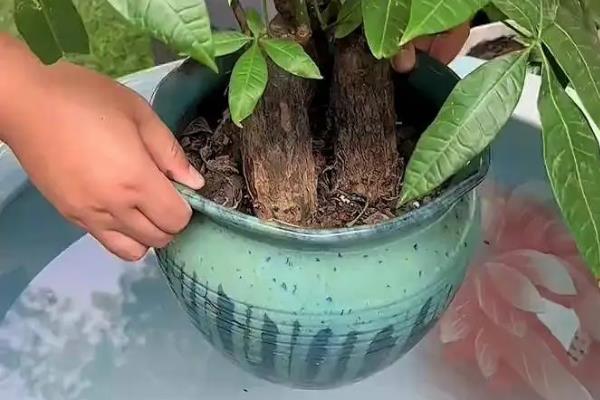 金钱树能不能水培，每隔1周换一次水