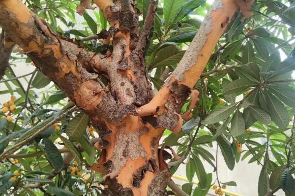 枇杷树脱皮的原因，是由于发生病虫害导致的