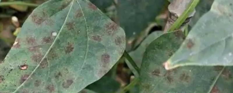 豆角叶霉病怎么防治，喷施多菌灵等药物