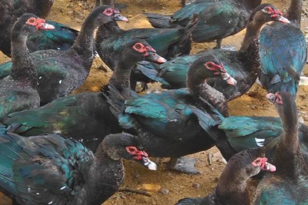 番鸭的简介，具有红嘴雁等叫法