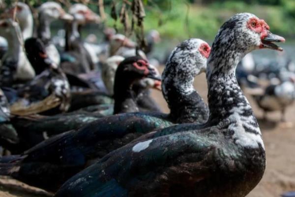 番鸭的简介，具有红嘴雁等叫法