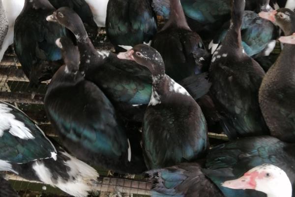 番鸭的简介，具有红嘴雁等叫法