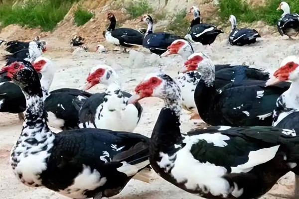 番鸭的简介，具有红嘴雁等叫法