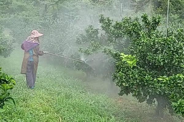 枇杷树脱皮的原因，是由于发生病虫害导致的