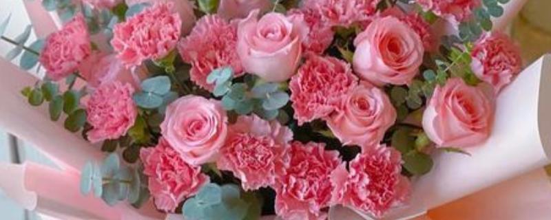 看望病人赠送哪些花卉,可选择郁金香、马蹄莲等品种