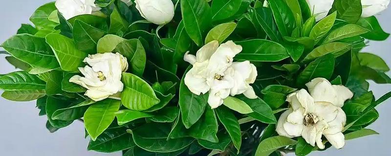 栀子花夏天会开花吗,夏天是会开花的