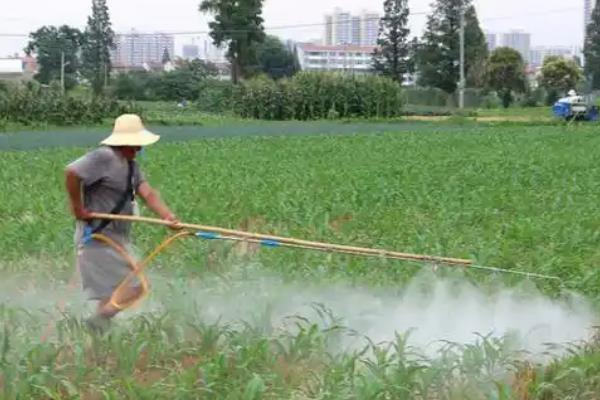 嘧菌酯、醚菌酯、吡唑醚菌酯的区别,防治对象不同