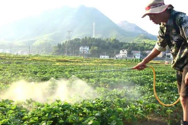 嘧菌酯、醚菌酯、吡唑醚菌酯的区别,防治对象不同