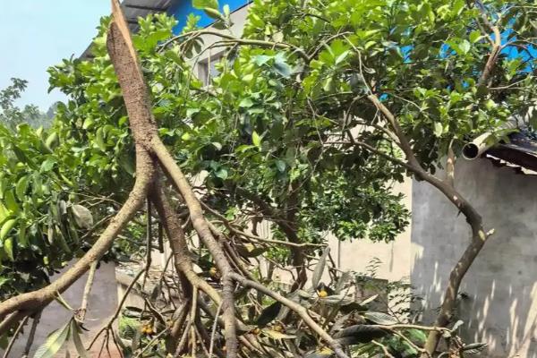 枇杷树脱皮的原因，是由于发生病虫害导致的