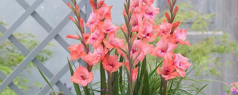 剑兰如何养殖,要每隔4-5天浇一次水