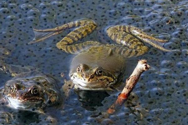 青蛙的生长过程，要经过受精卵、蝌蚪等阶段