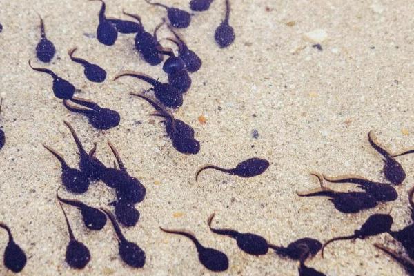 青蛙的生长过程，要经过受精卵、蝌蚪等阶段