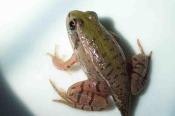 青蛙的生长过程，要经过受精卵、蝌蚪等阶段