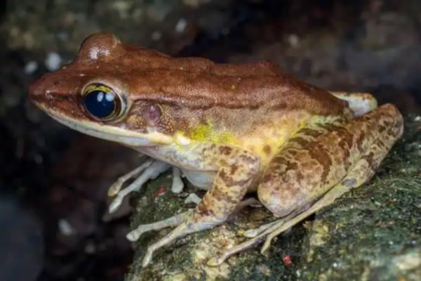 青蛙的生长过程，要经过受精卵、蝌蚪等阶段