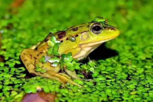 青蛙的生长过程，要经过受精卵、蝌蚪等阶段