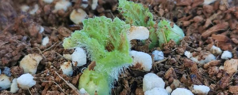 球根海棠的扦插方法，对切口涂抹生根粉再插入土壤中