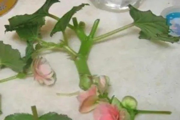 球根海棠的扦插方法,对切口涂抹生根粉再插入土壤中