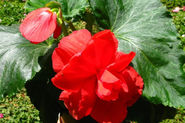 球根海棠的扦插方法,对切口涂抹生根粉再插入土壤中